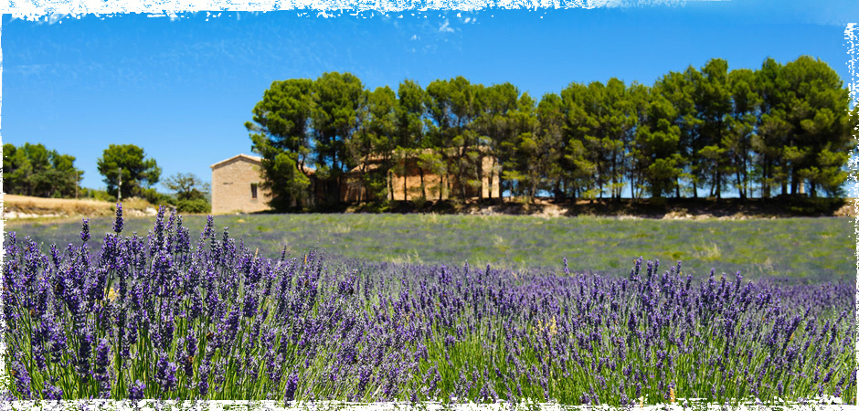 L'Alqueria Nova - Bodas,Celebraciones,Comidas en Alcoy
